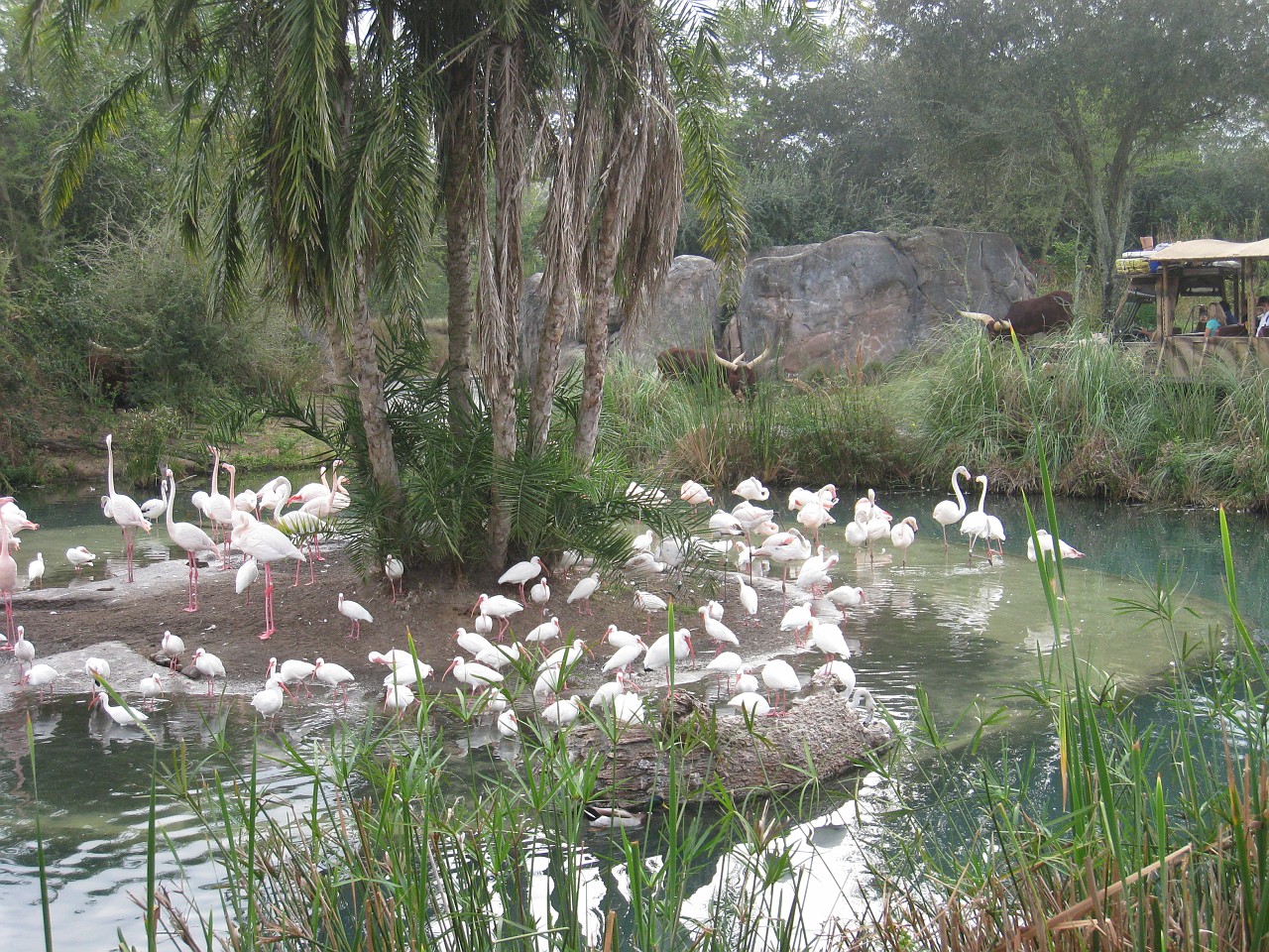 Vacation 2007-12 - Disney Parks  0496.jpg - The 2007-08 vacation to Florida included Disney World. We visited some of the larger theme Resorts along with Animal Kingdom and Disney Hollywood Studios.